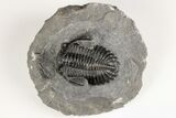 2.6" Detailed Hollardops Trilobite - Nice Eye Facets - #202960-5
